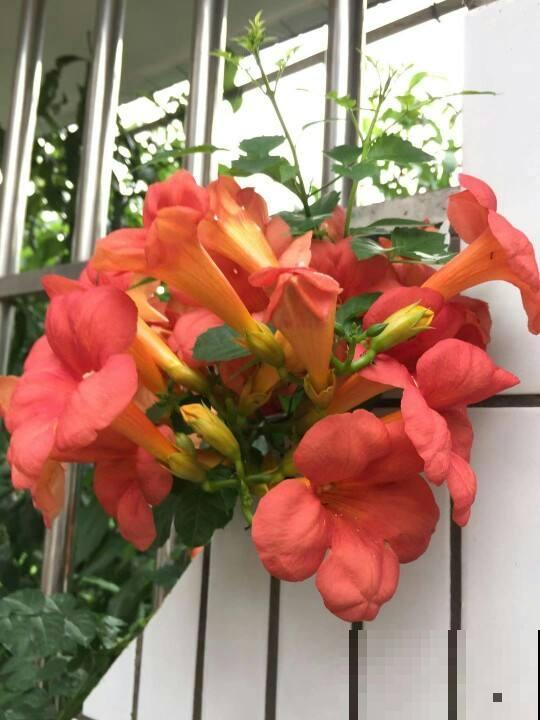 能“上房揭瓦”的凌霄花,种在篱笆上后悔了,邻居都要来投诉 能“上房揭瓦”的凌霄花,种在篱笆上后悔了,邻居都要来投诉