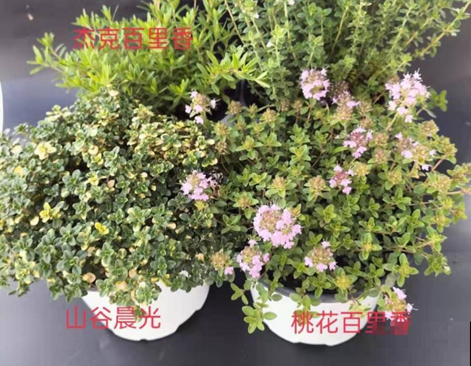 6种盆栽能吃,掐掉一节很快冒新芽,味道芳香营养丰富 6种盆栽能吃,掐掉一节很快冒新芽,味道芳香营养丰富