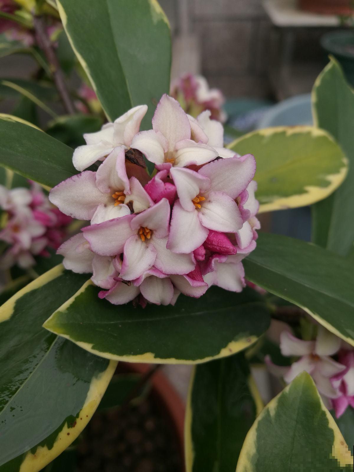 年底养些喜庆花,家里一年都吉祥,6种年宵花现在买正合适 年底养些喜庆花,家里一年都吉祥,6种年宵花现在买正合适