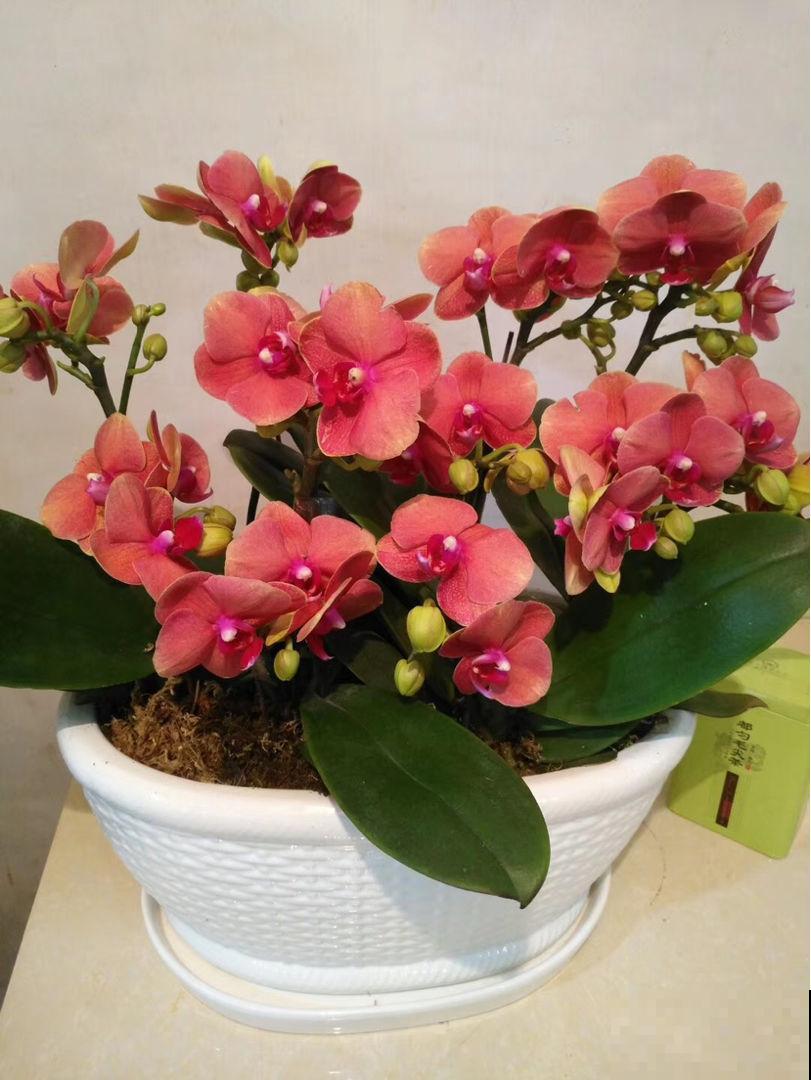 年底养盆年宵花，再过一个月就涨价，早买省大钱