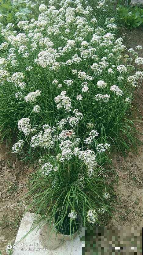 不到100块穷装院子，种了满院子蔬菜，这下省了买菜钱
