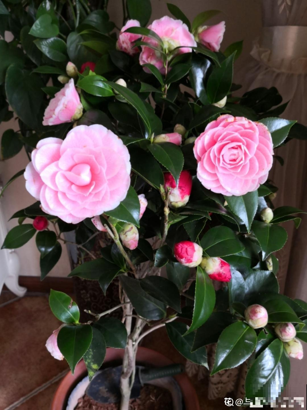 超爱“变颜色”的茶花，一树五色花，颜色艳丽赛牡丹