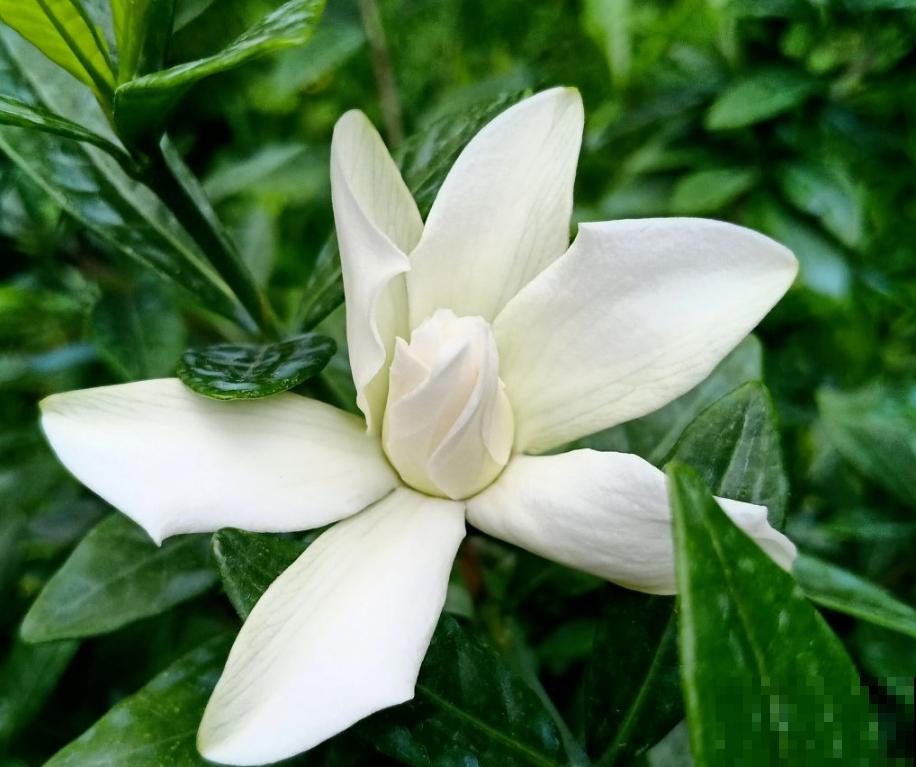 5种花卉冬天不要买，花市猫腻多，新手小白切记