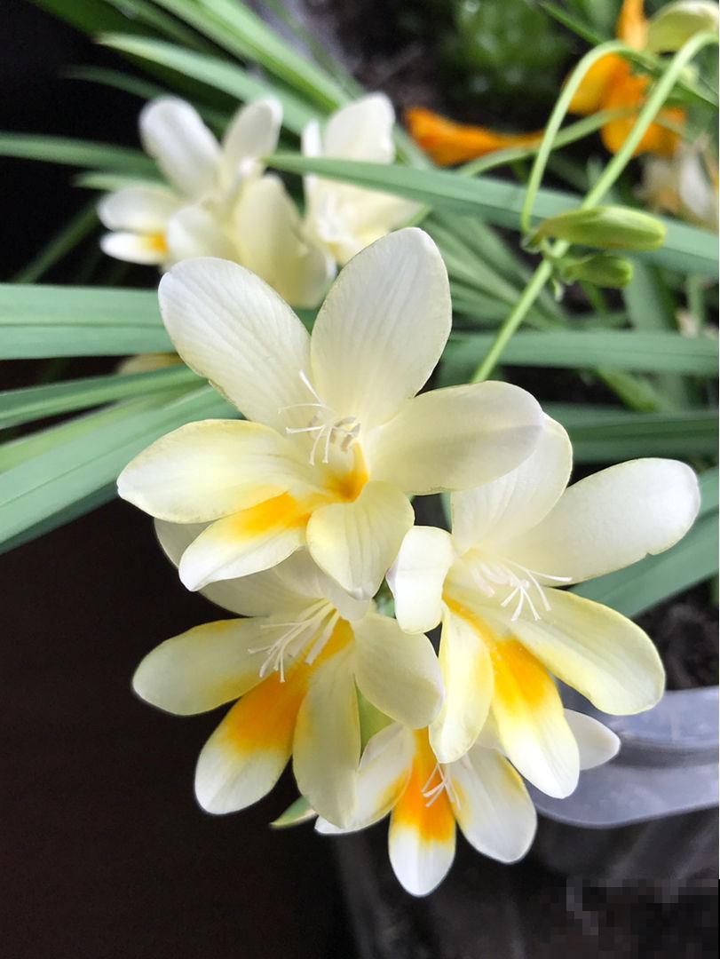 冬天养1种“香水花”,比绿萝好养,开花成“彩虹”,满屋子香味 冬天养1种“香水花”,比绿萝好养,开花成“彩虹”,满屋子香味