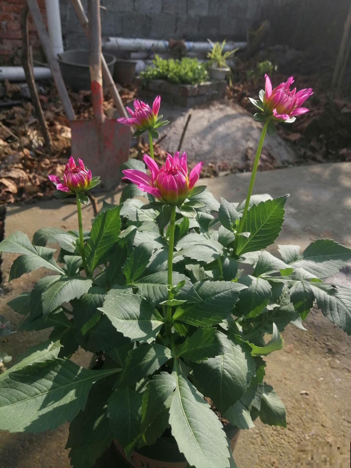 这5种花冬天不能养，别盲目跟风，来年春天才是它的生长期