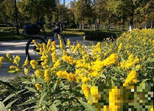 “恶魔之花”入侵,妥妥的生态杀手,看到一定要警惕 “恶魔之花”入侵,妥妥的生态杀手,看到一定要警惕