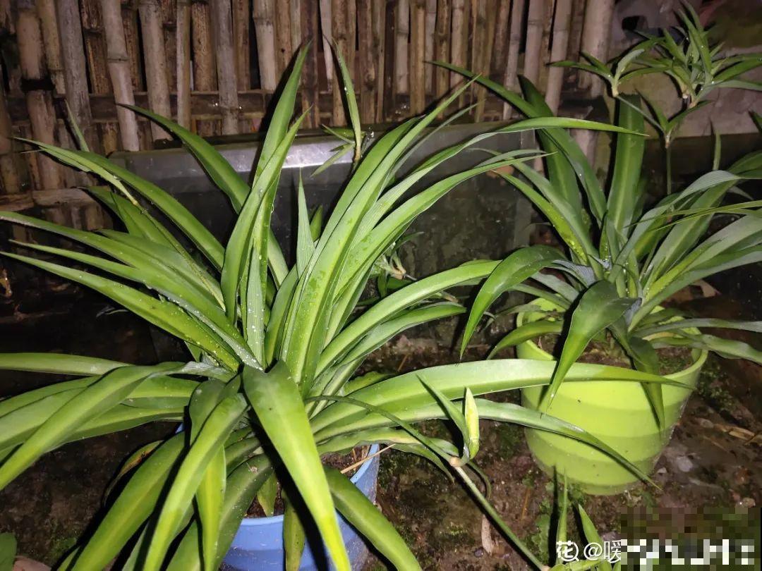 6种花好养活，超适合新手，养护看这篇就够了