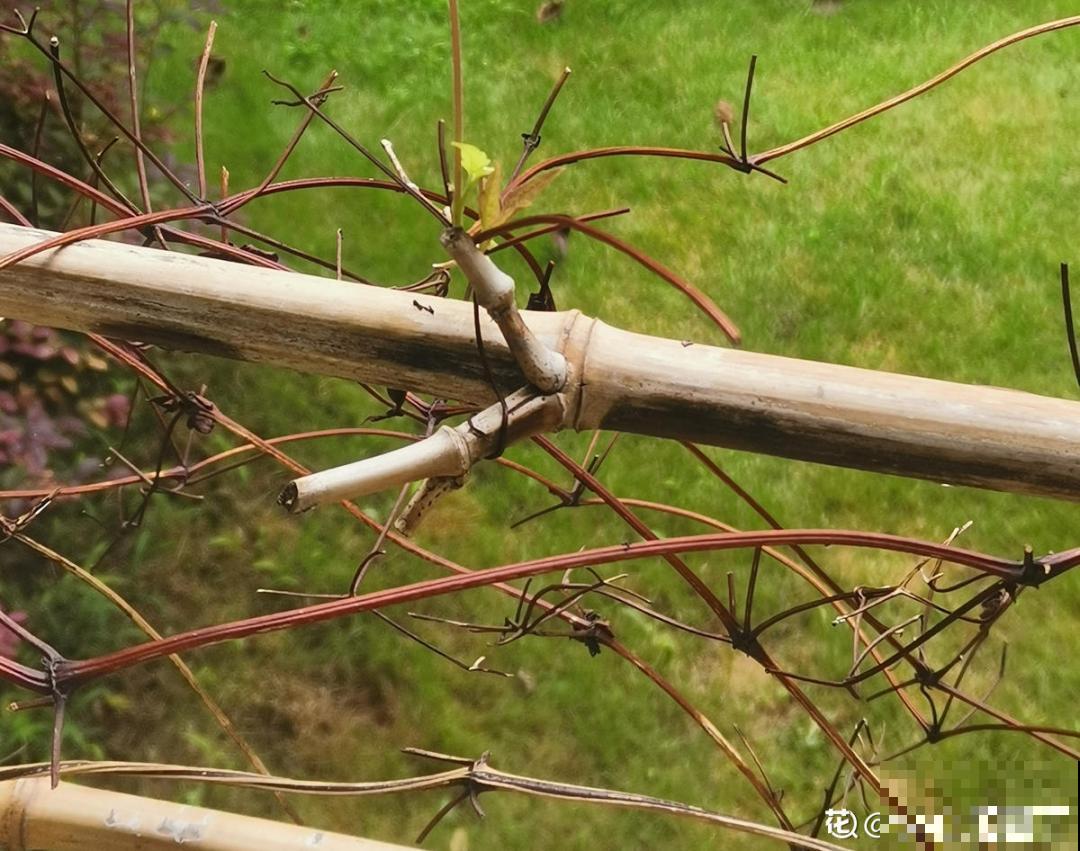 10种花,冬天要休眠,赶紧修剪防冻,才能安全越 10种花,冬天要休眠,赶紧修剪防冻,才能安全越