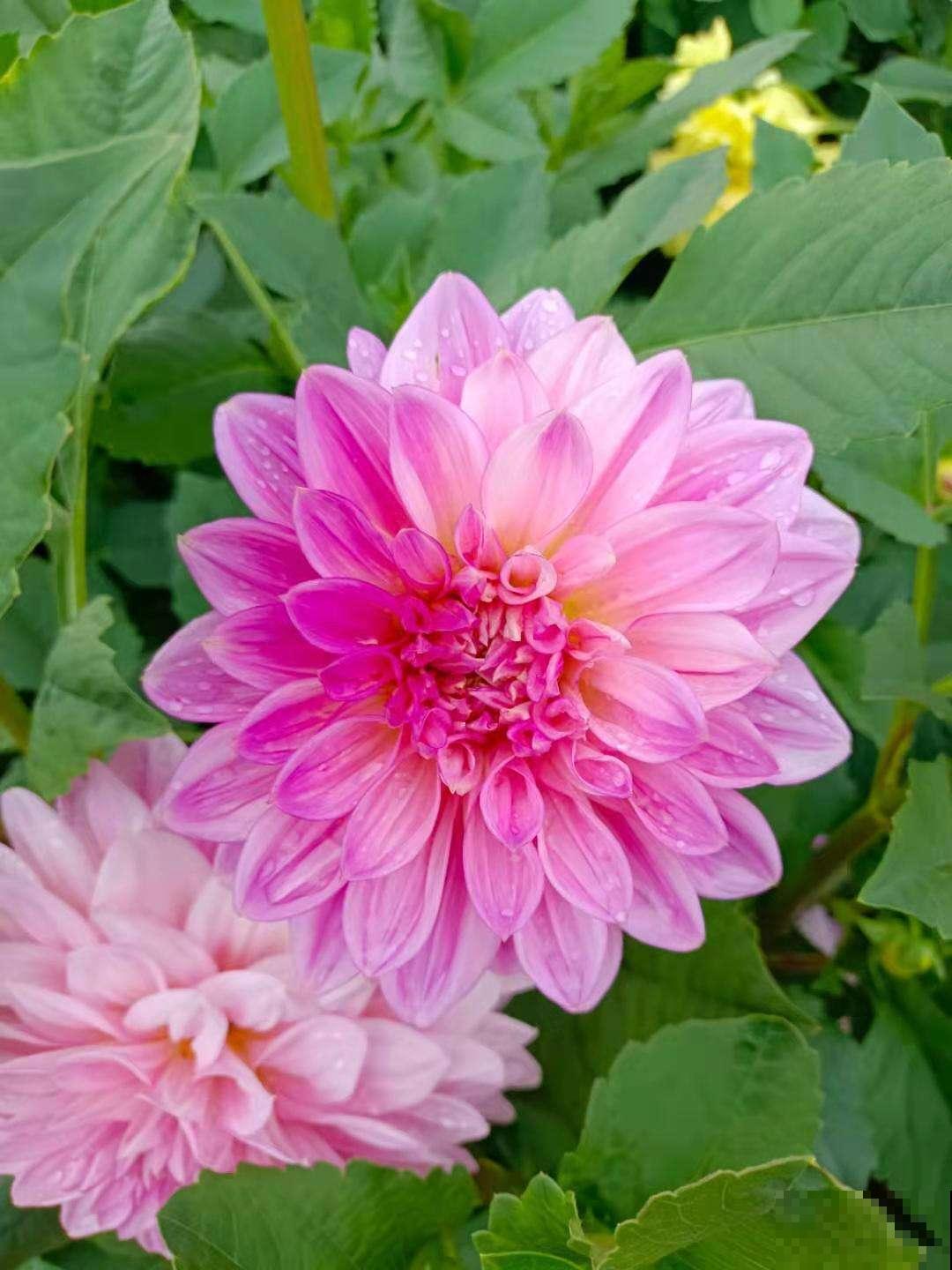 只是在家养了盆大丽花，开花竟然比牡丹还美，惹得邻居直称赞