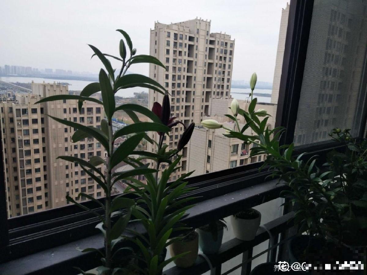 谁说封闭阳台难养花，我跟着邻居做了4步，变成小型花园