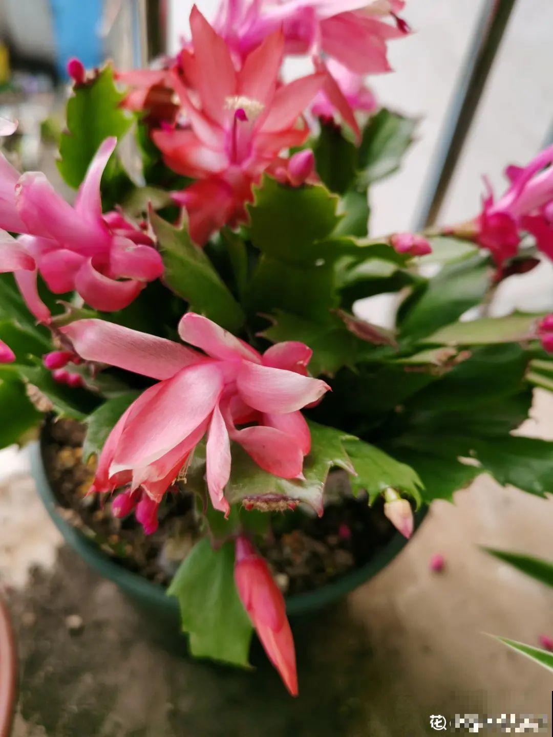 蟹爪兰软趴趴、掉花苞？它有“5怕”，避开后，叶片硬如铁！