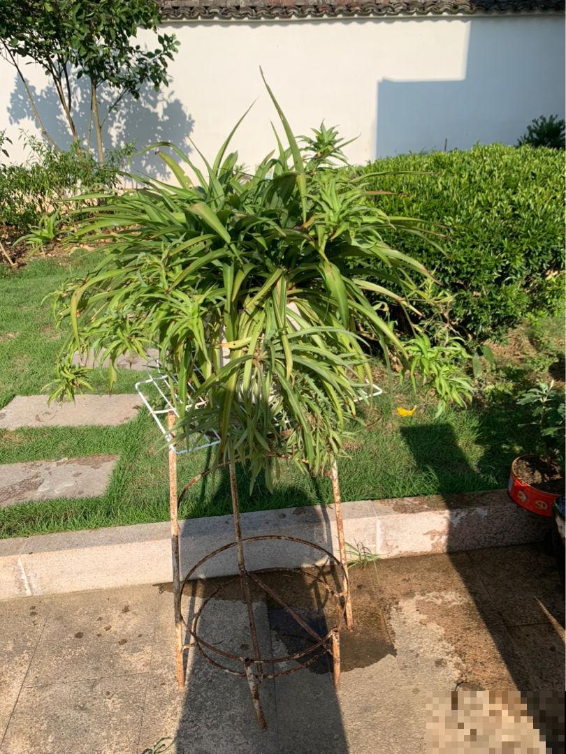 4个小技巧，打理院子更顺心