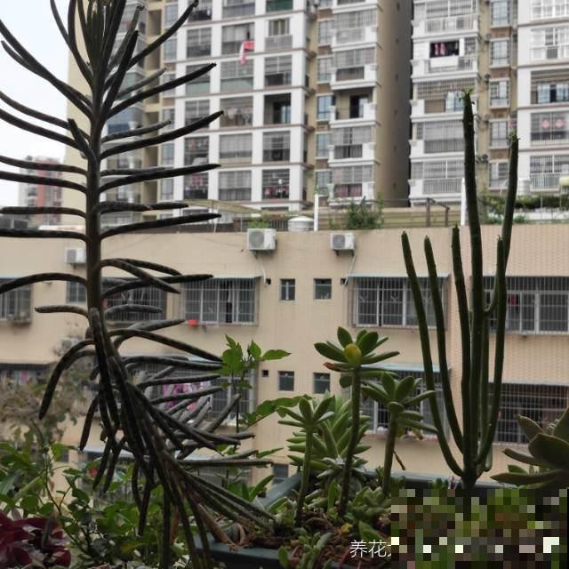 1种花只有“绿杆子”，太阳一照碧绿通透，还有招财好兆头