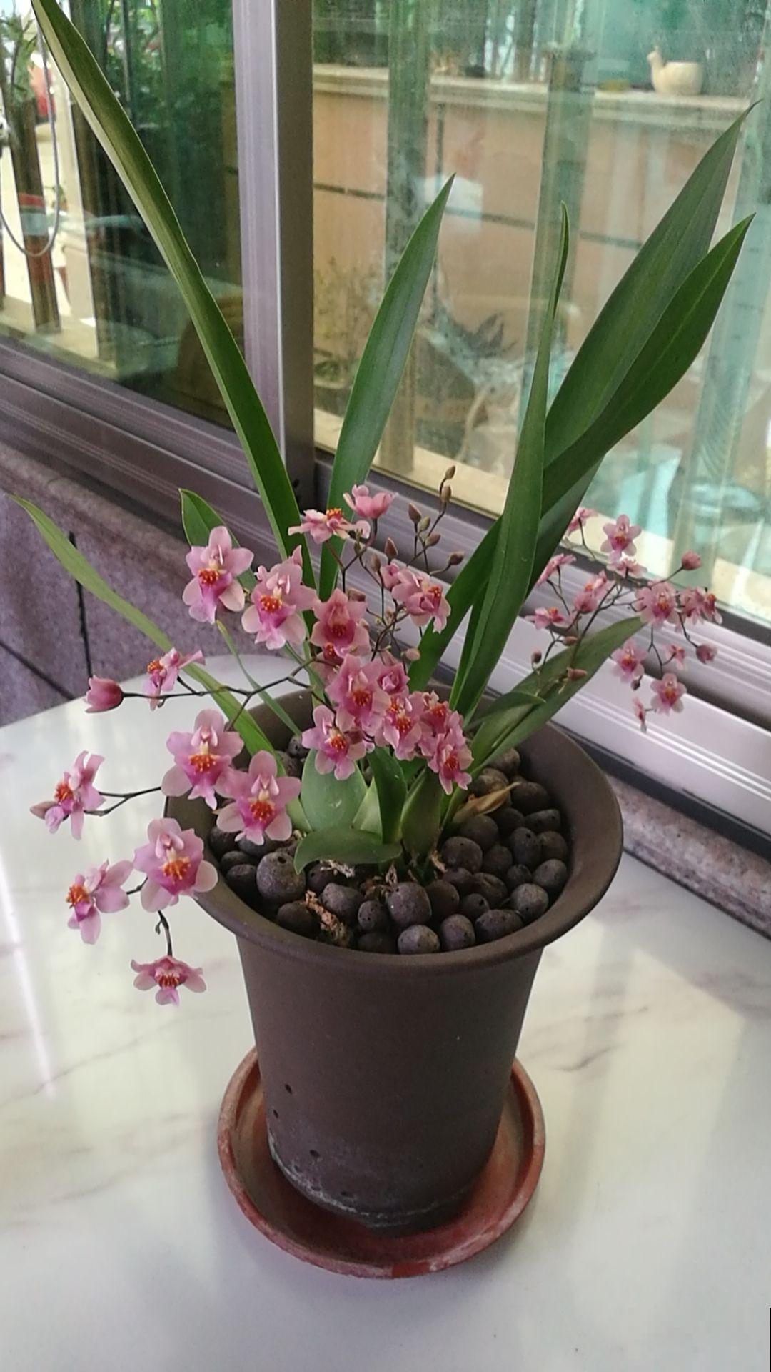 10月逛花市,4种花赶紧“收入囊中”,现在正是花期 10月逛花市,4种花赶紧“收入囊中”,现在正是花期