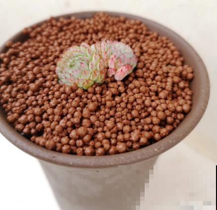 最难养的9种多肉,生病了难“医治”,新手轻易别碰 最难养的9种多肉,生病了难“医治”,新手轻易别碰