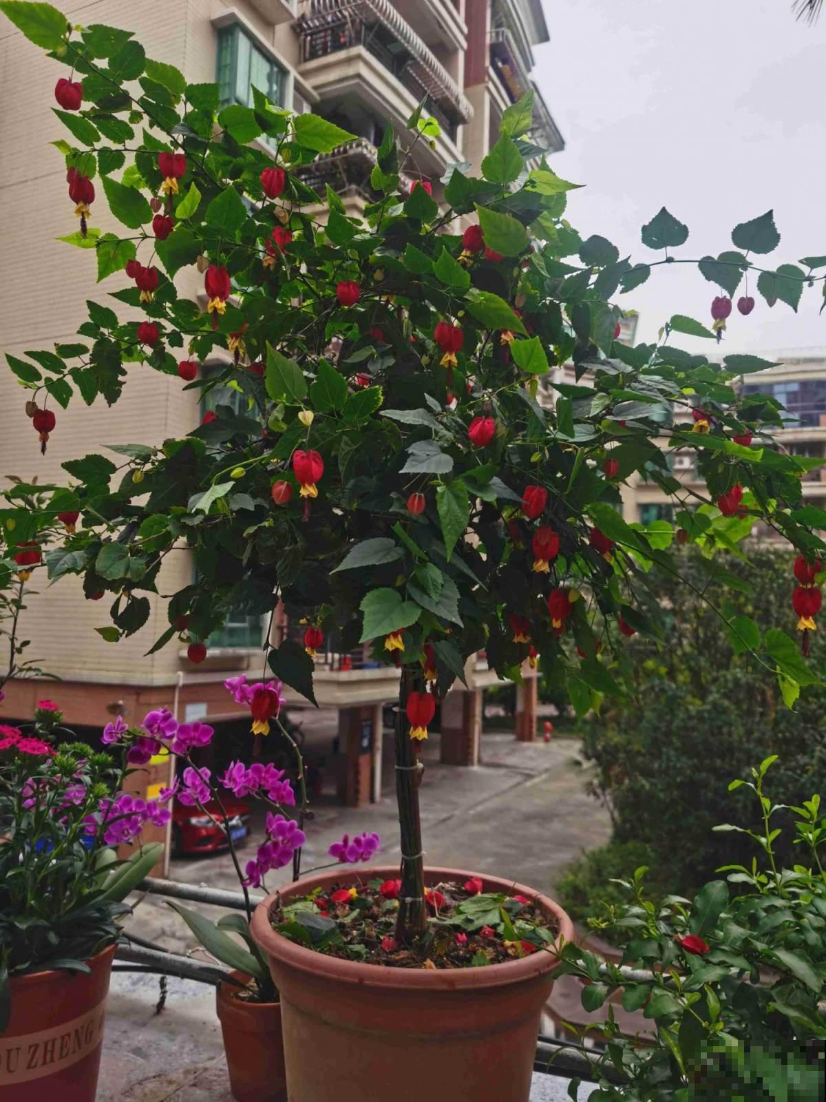 最适合养家里的6种“福气花”，再不买，价格就要涨一倍