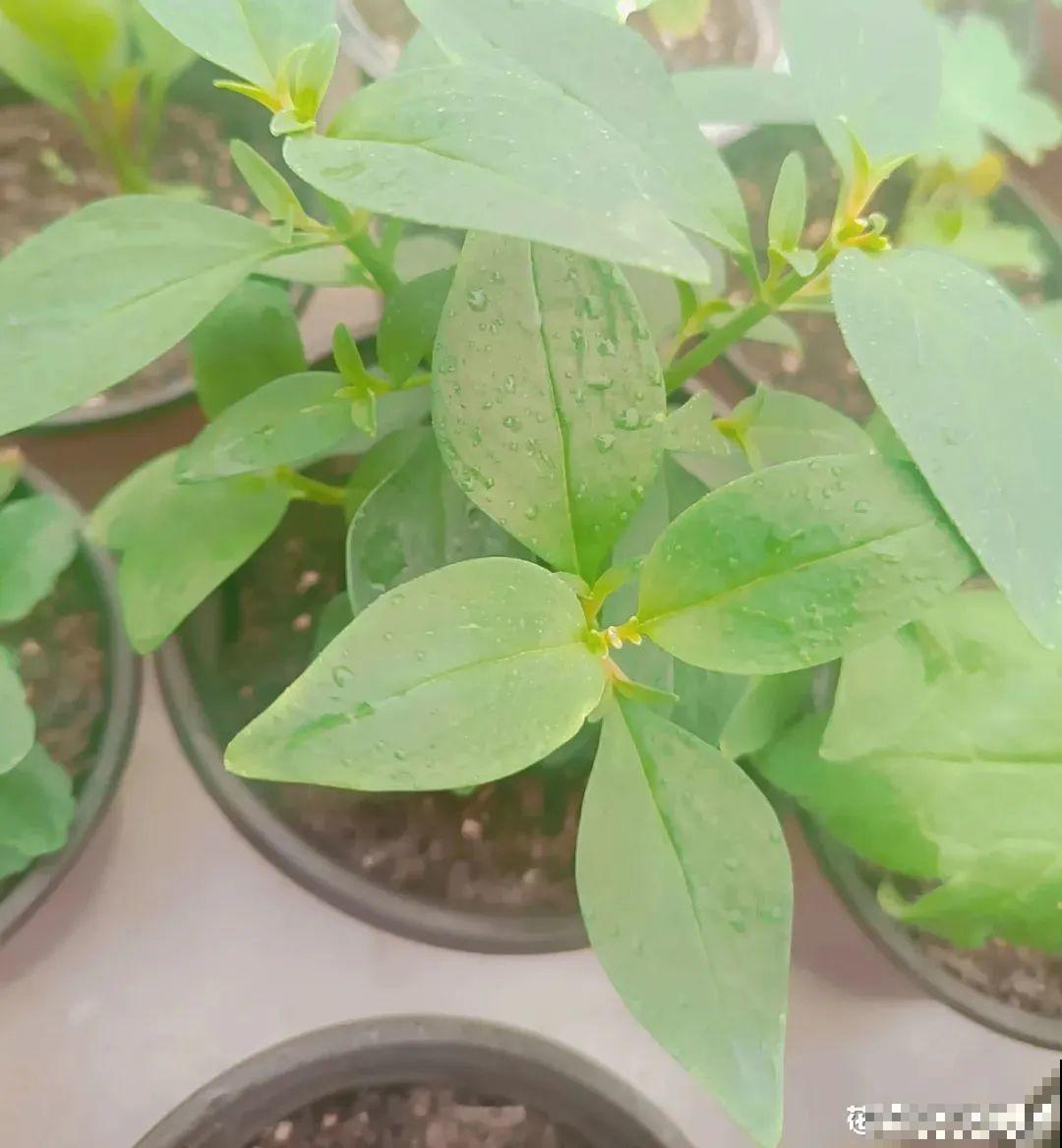 草花播种前，学会6个小妙招，全部都能活，齐刷刷冒新芽！