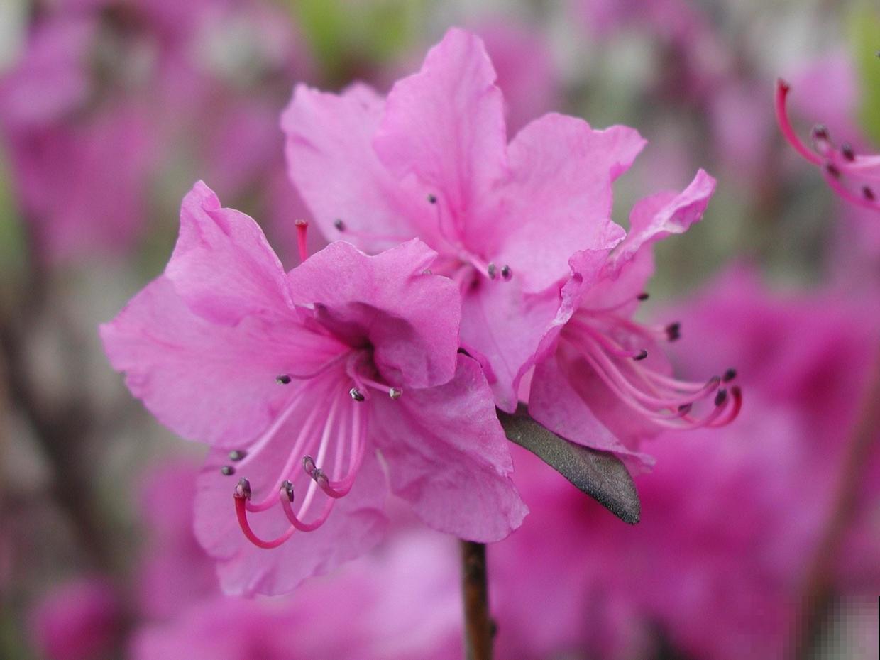 网上卖的1种花，名叫“枯木逢春”，千万别买，原因要记住