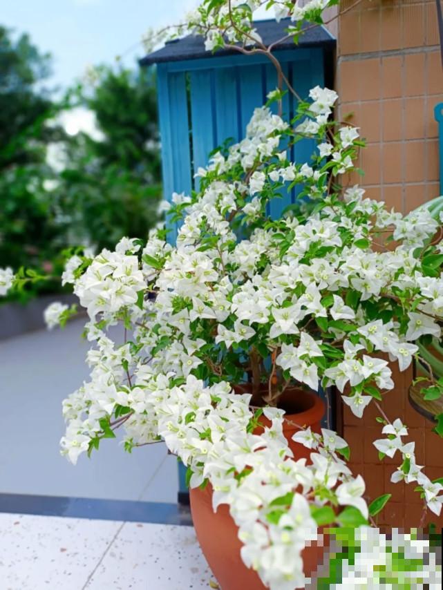 秋天给花补点“猛肥”,嫩芽一茬接一茬,花苞呼呼冒 秋天给花补点“猛肥”,嫩芽一茬接一茬,花苞呼呼冒