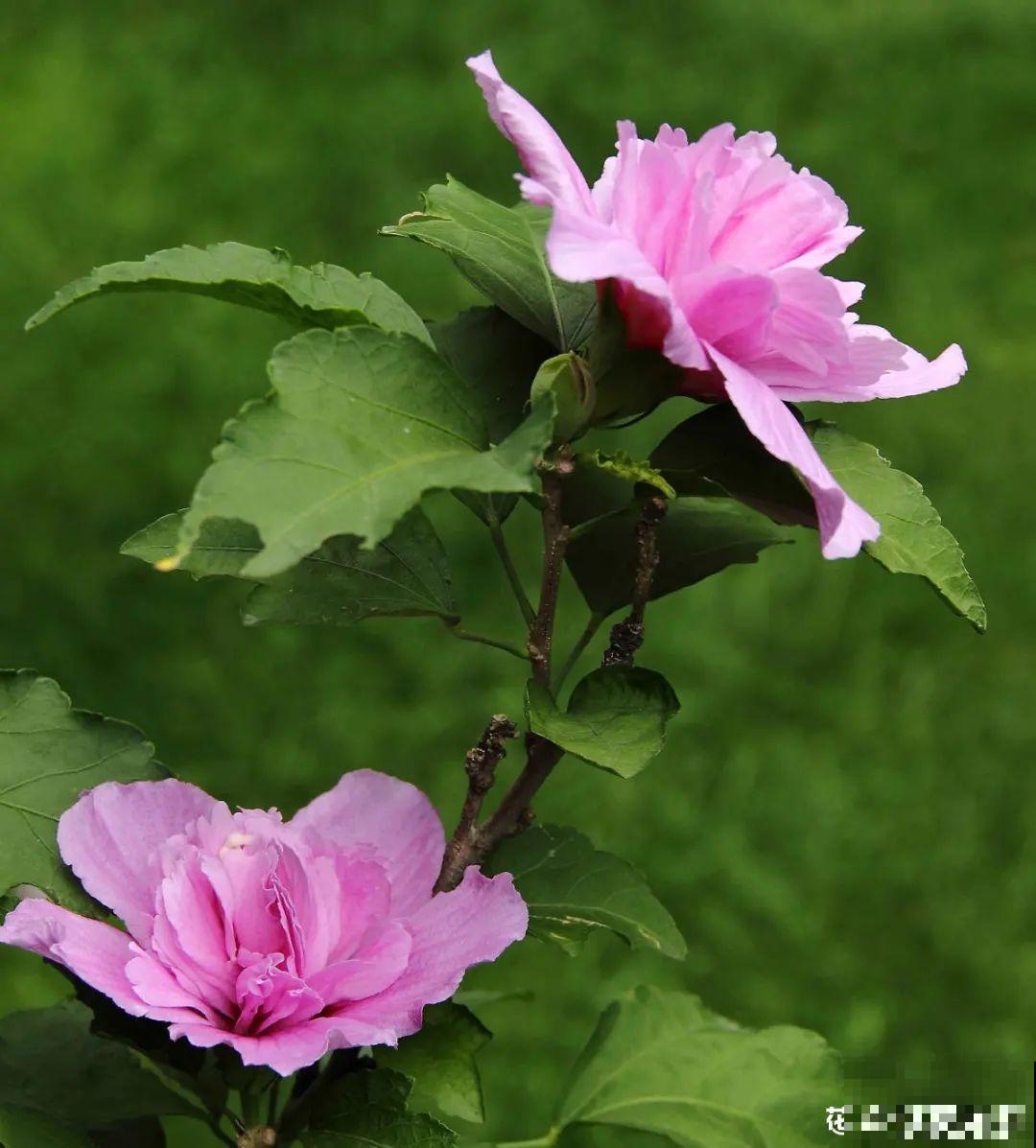 4组花长得太像,实在太容易认错,你能认出几个? 4组花长得太像,实在太容易认错,你能认出几个?