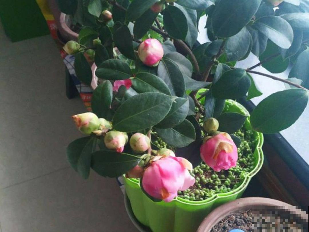 冬天常见的茶花，6个“毛病”经常犯，真难养