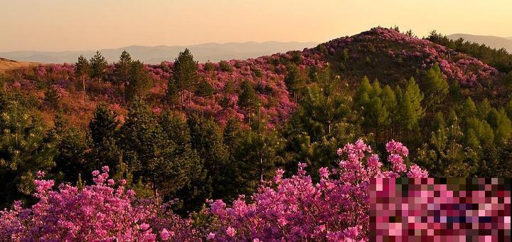 网上卖的1种花,名叫“枯木逢春”,千万别买,原因要记住 网上卖的1种花,名叫“枯木逢春”,千万别买,原因要记住