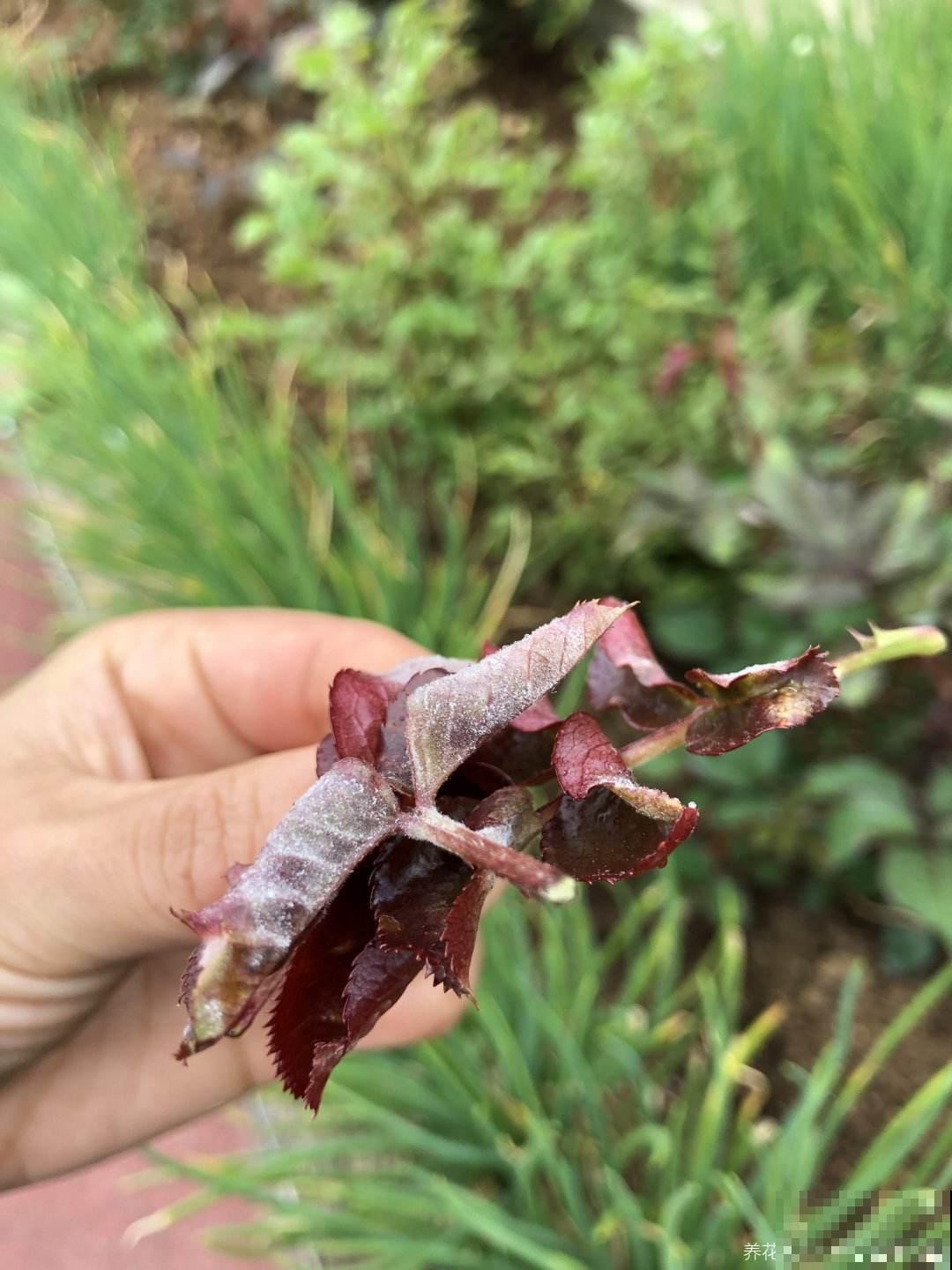 植物叶子出现“白霜”,是白粉病要谨慎起来,三个方法搞定 植物叶子出现“白霜”,是白粉病要谨慎起来,三个方法搞定