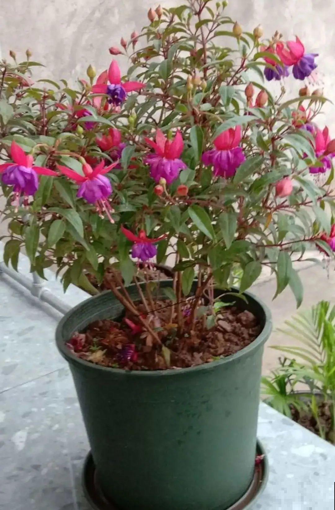 买茶花也要注意“坑”，注意5要点，叶子挺立有精神