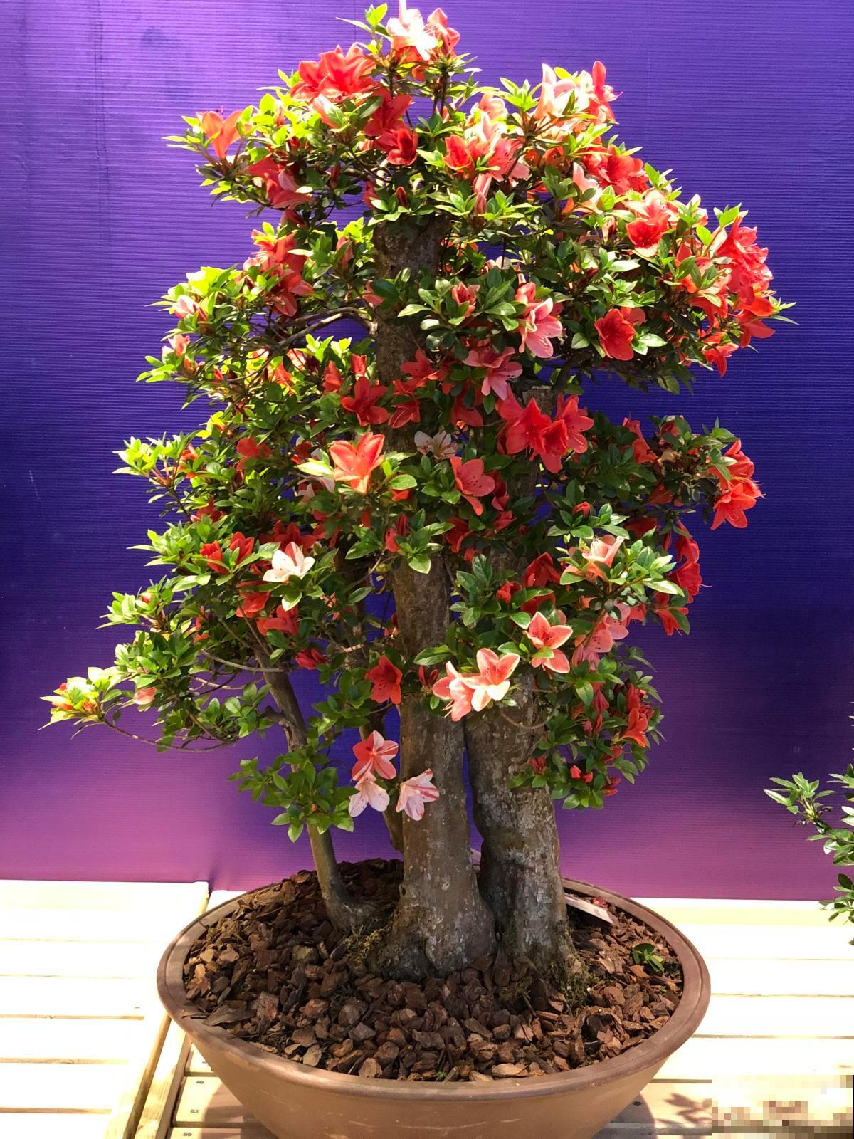 记住杜鹃花的“三喜三忌”，学会了，新手也能养爆盆