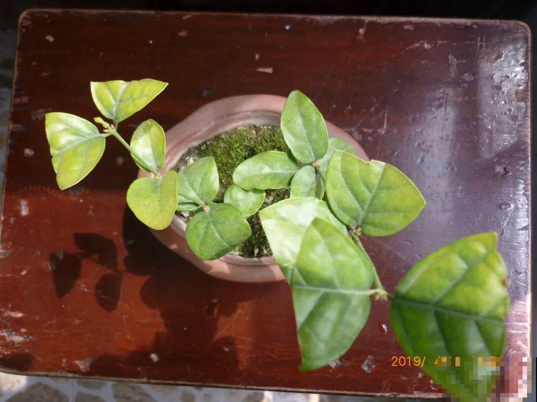 7种花冬天会假死，叶子掉光不要扔，明年还能大爆花！