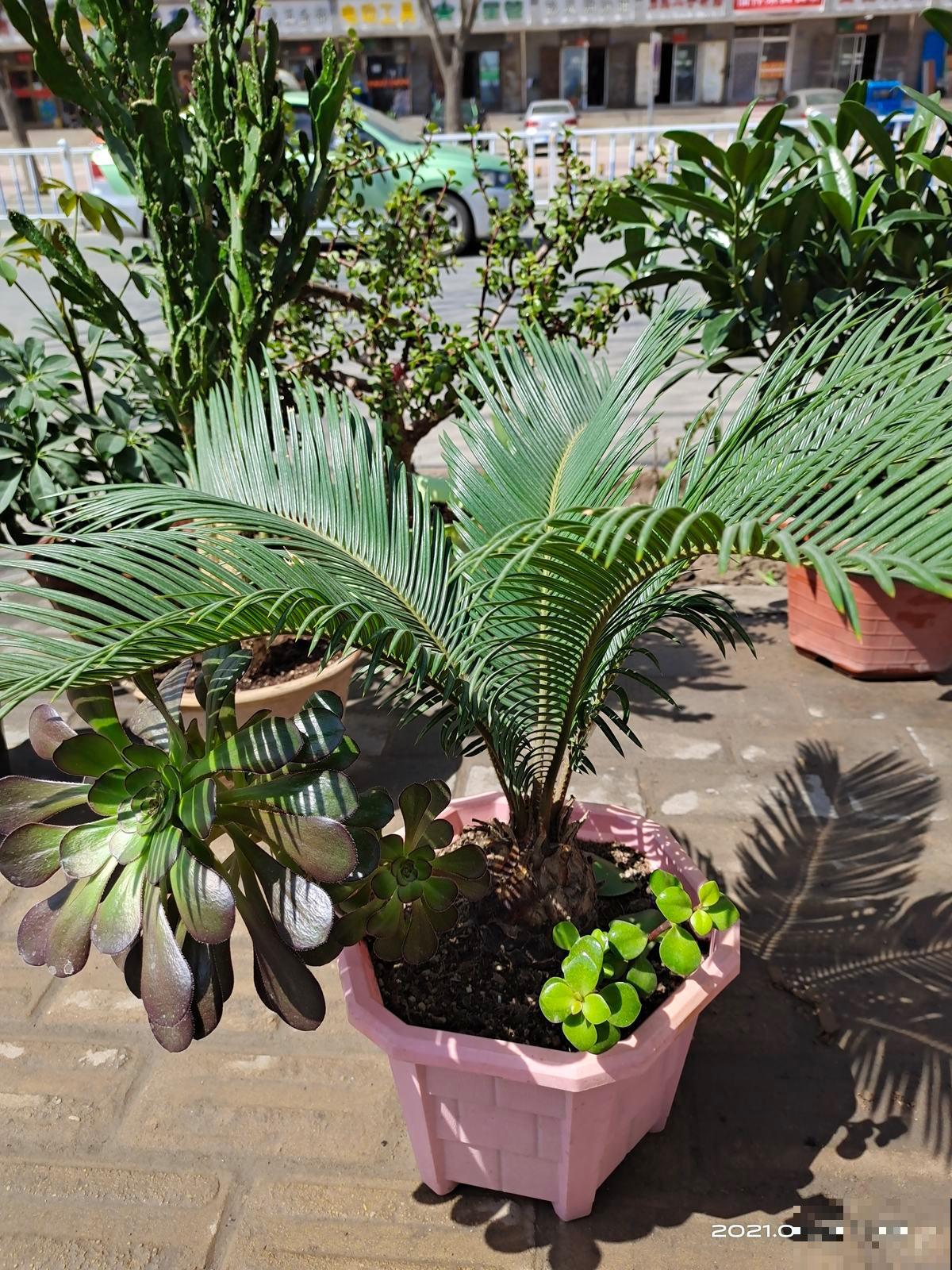 冬天植物积水烂根怎么办？锥形垫片是神器，每盆花都应该放一个