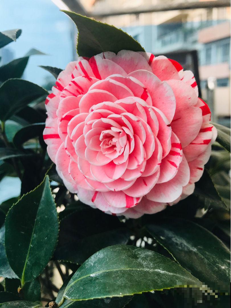 冬日贵气喜庆的茶花,品种真是不少,你知道几个 冬日贵气喜庆的茶花,品种真是不少,你知道几个