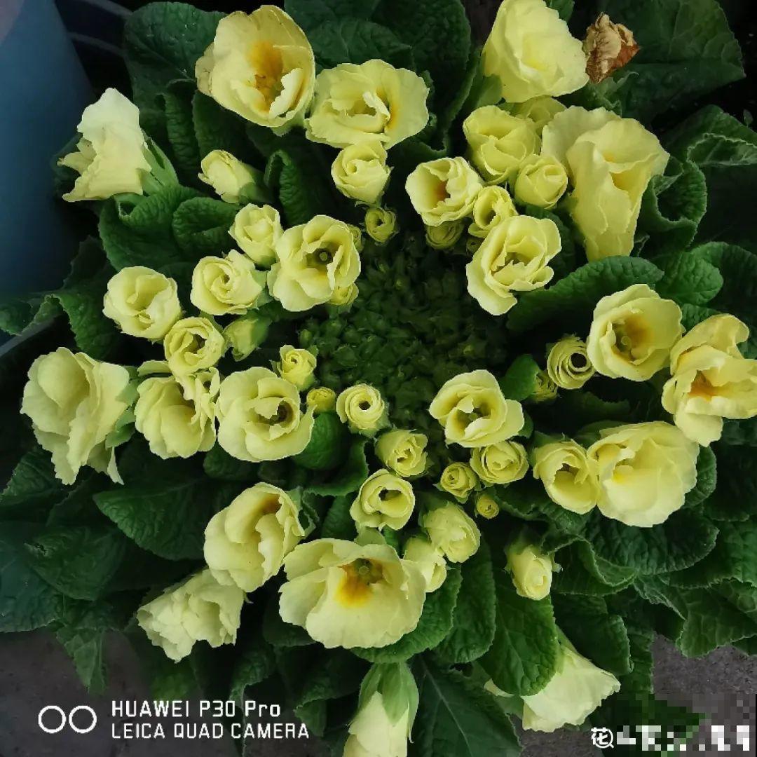 近几年新晋网红花,耐阴耐寒耐热,四季都能开花 近几年新晋网红花,耐阴耐寒耐热,四季都能开花