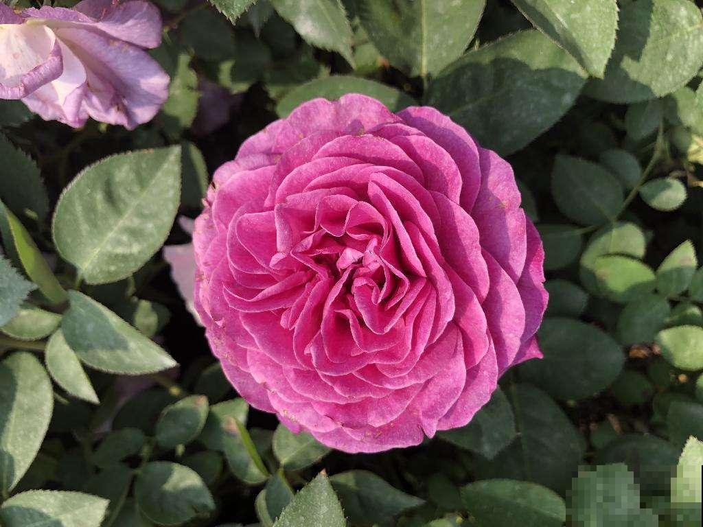 5种耐寒花,零下15度也能养,安全过冬花开爆盆 5种耐寒花,零下15度也能养,安全过冬花开爆盆