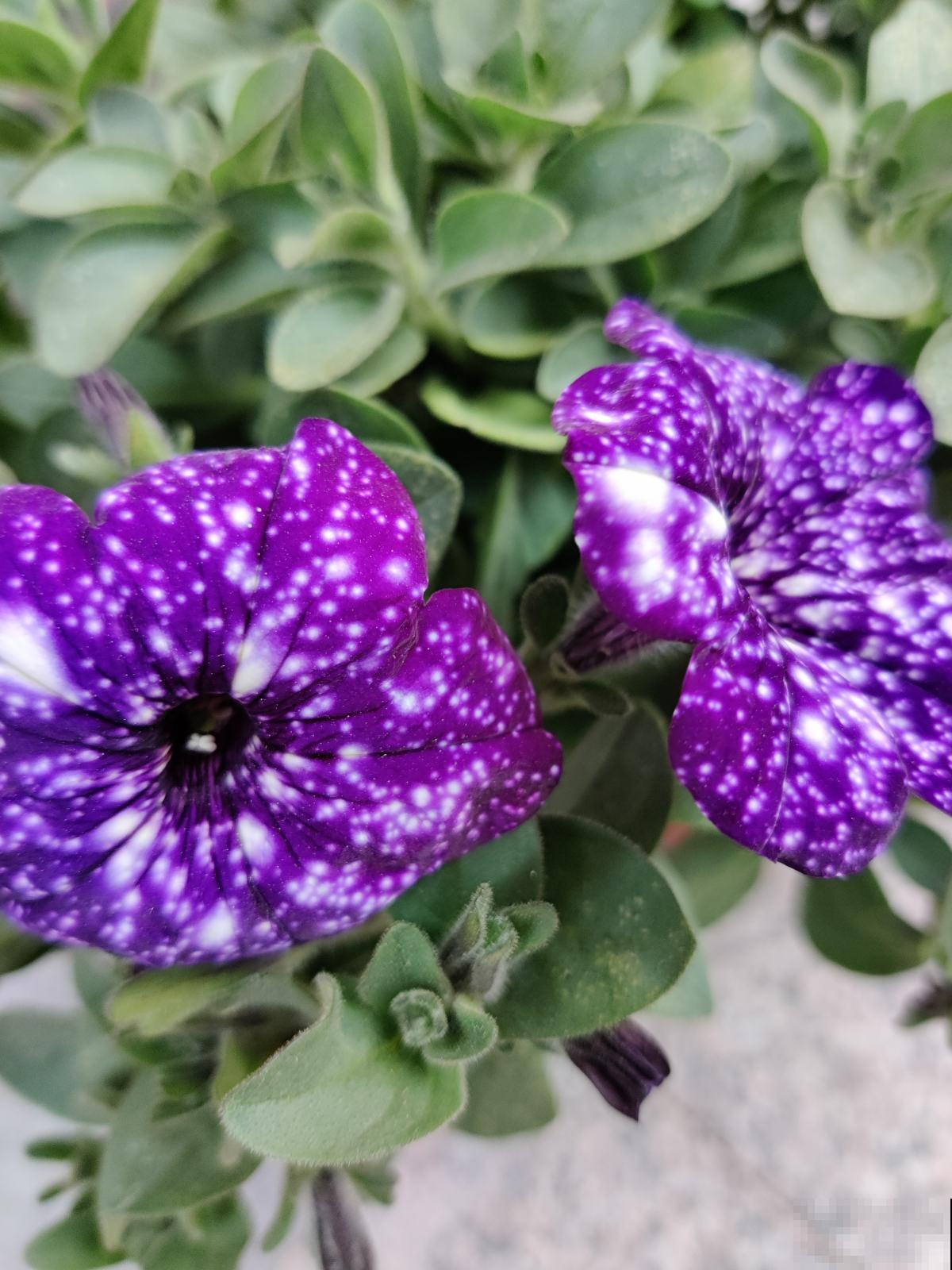 堪称"花中劳模"的4种花，超长待机时间，四季开花不断