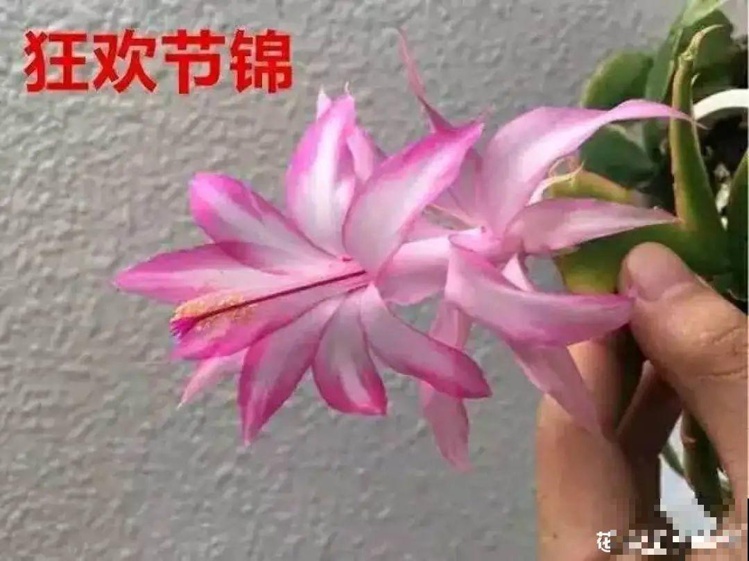 蟹爪兰软趴趴、掉花苞？它有“5怕”，避开后，叶片硬如铁！