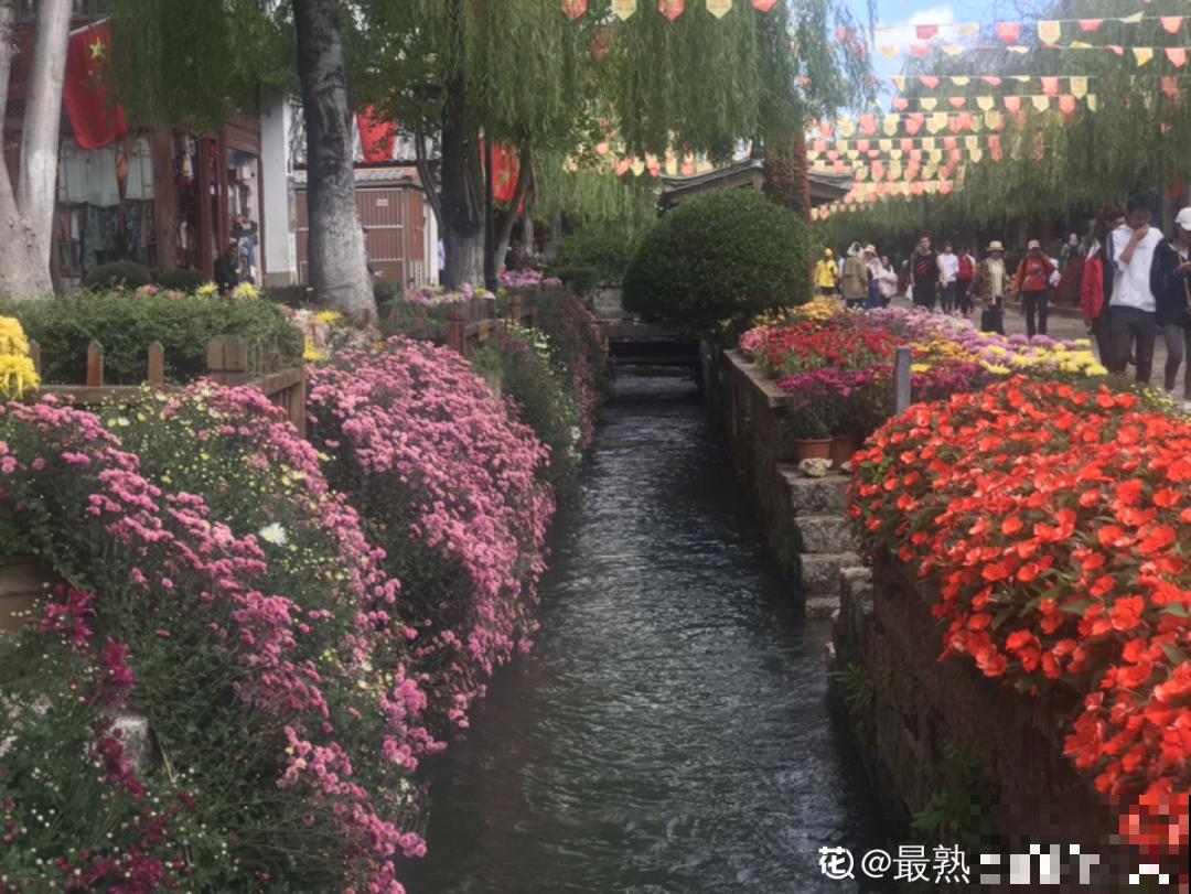 一盆菊花一万二，能开出七个颜色，真是少见