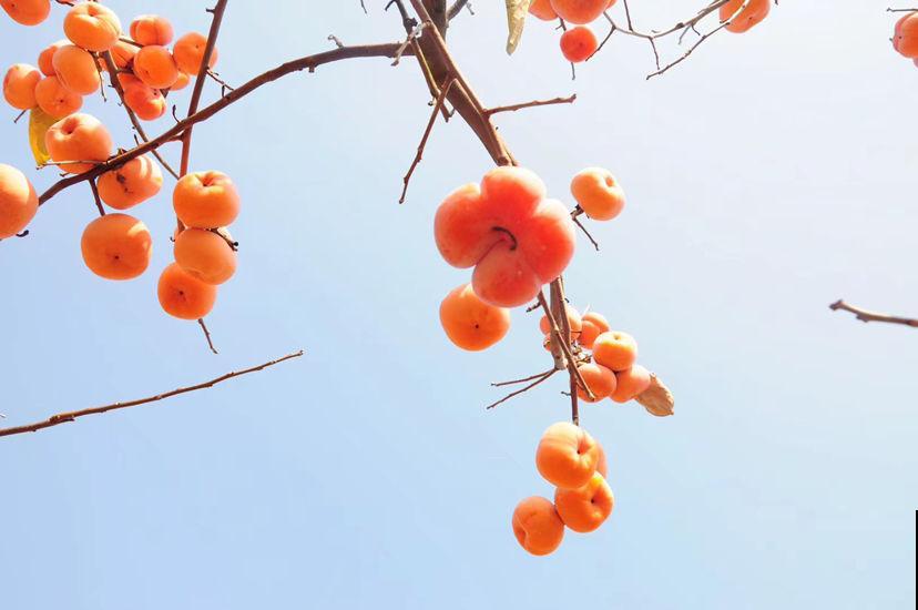 庭院种植有讲究,东榴金西柿银,万事如意喜事多 庭院种植有讲究,东榴金西柿银,万事如意喜事多