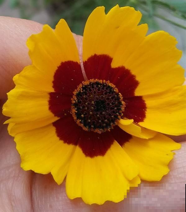 有“天仙颜值”的4种花，都有个“难听名字”，好多人都不敢养