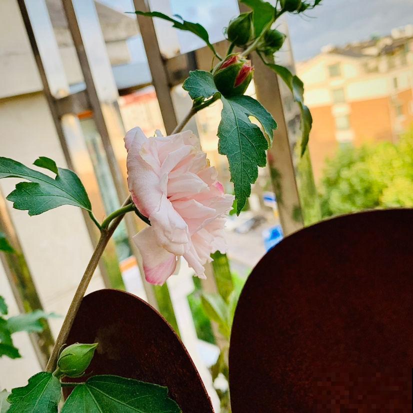 6种花,10月扦插还来得及,早下手为强 6种花,10月扦插还来得及,早下手为强