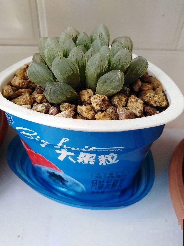 垃圾可别随手扔，这4种“垃圾”，可是养花好材料