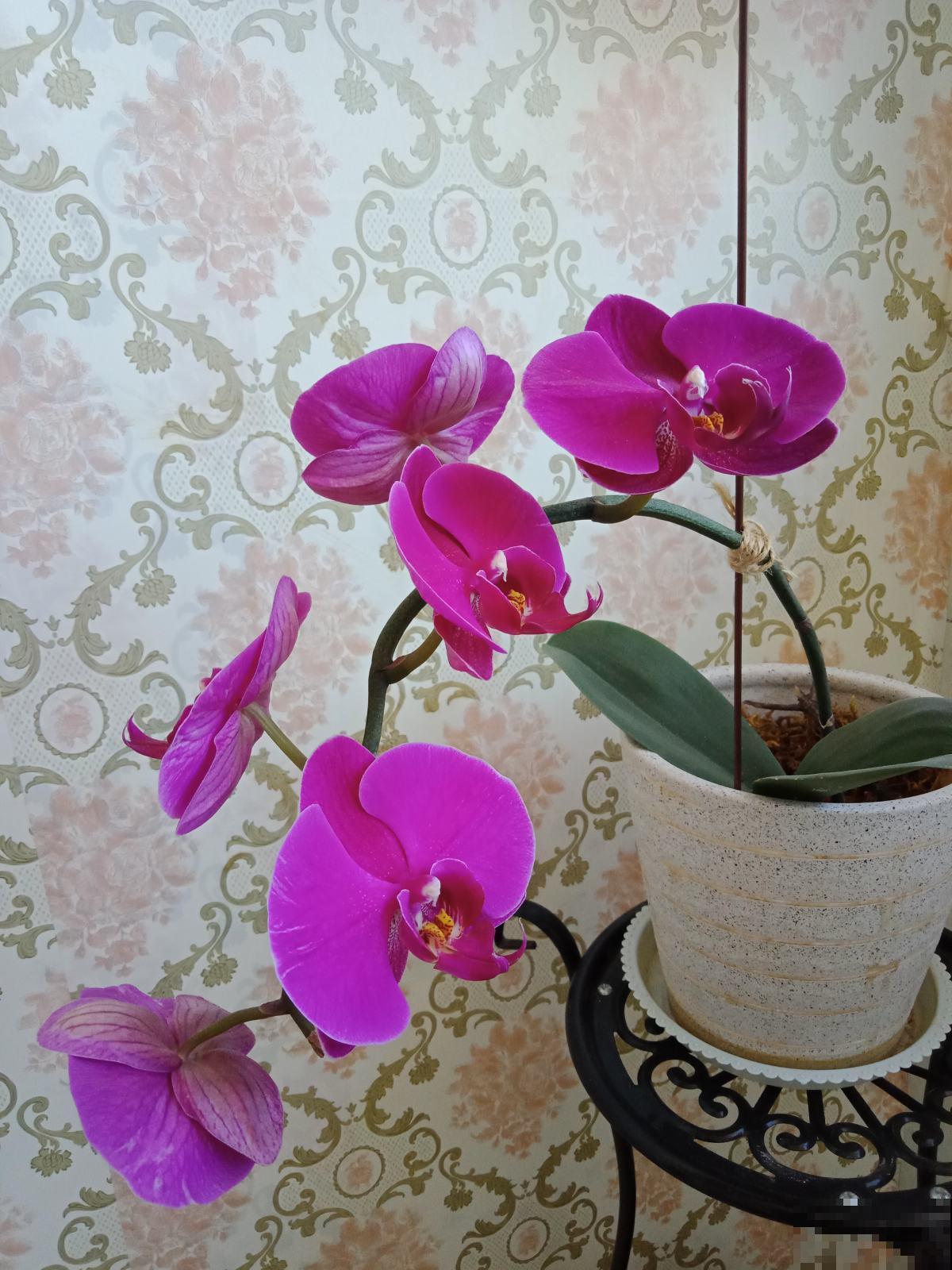 过年前这3种花想买得抓紧,半个月后集体涨价,赚的就是吉利钱 过年前这3种花想买得抓紧,半个月后集体涨价,赚的就是吉利钱