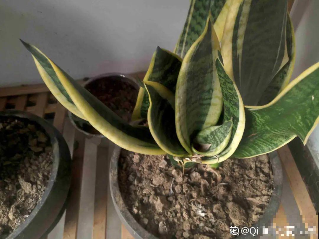 温度低于8度，8种花断水、断肥，明年开花更多