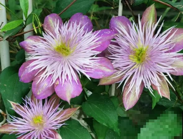 “花园三宝”之一,1年能开花上百天,冬天特别抗寒! “花园三宝”之一,1年能开花上百天,冬天特别抗寒!