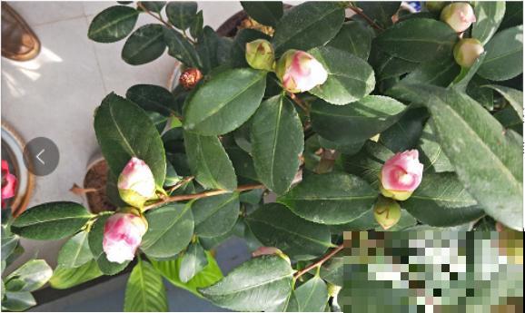 1种花特耐寒,冰天雪地也开花,颜色热闹火红 1种花特耐寒,冰天雪地也开花,颜色热闹火红