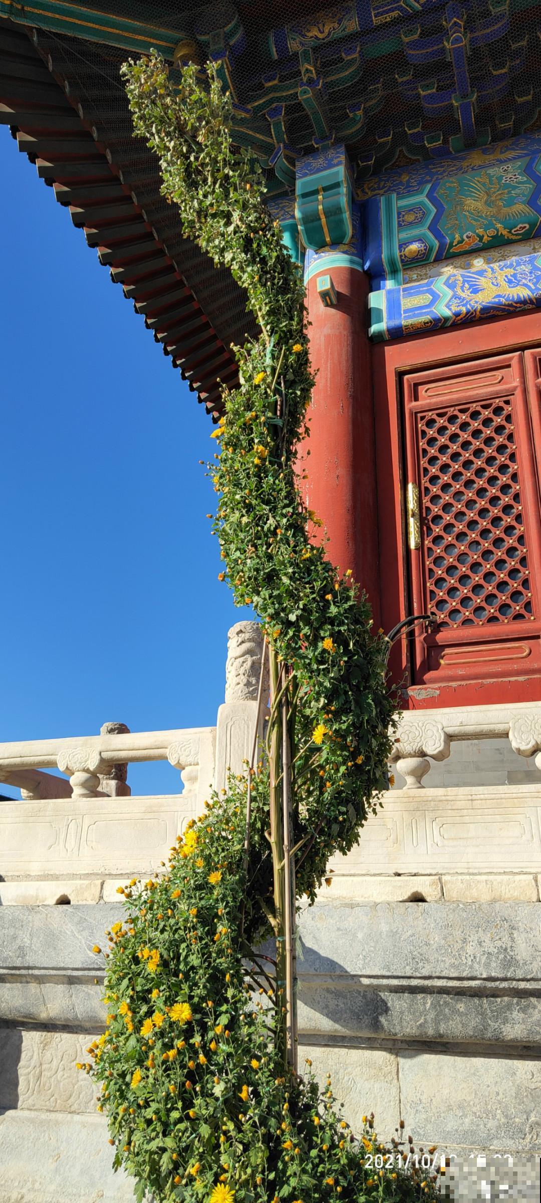 一盆菊花一万二，能开出七个颜色，真是少见