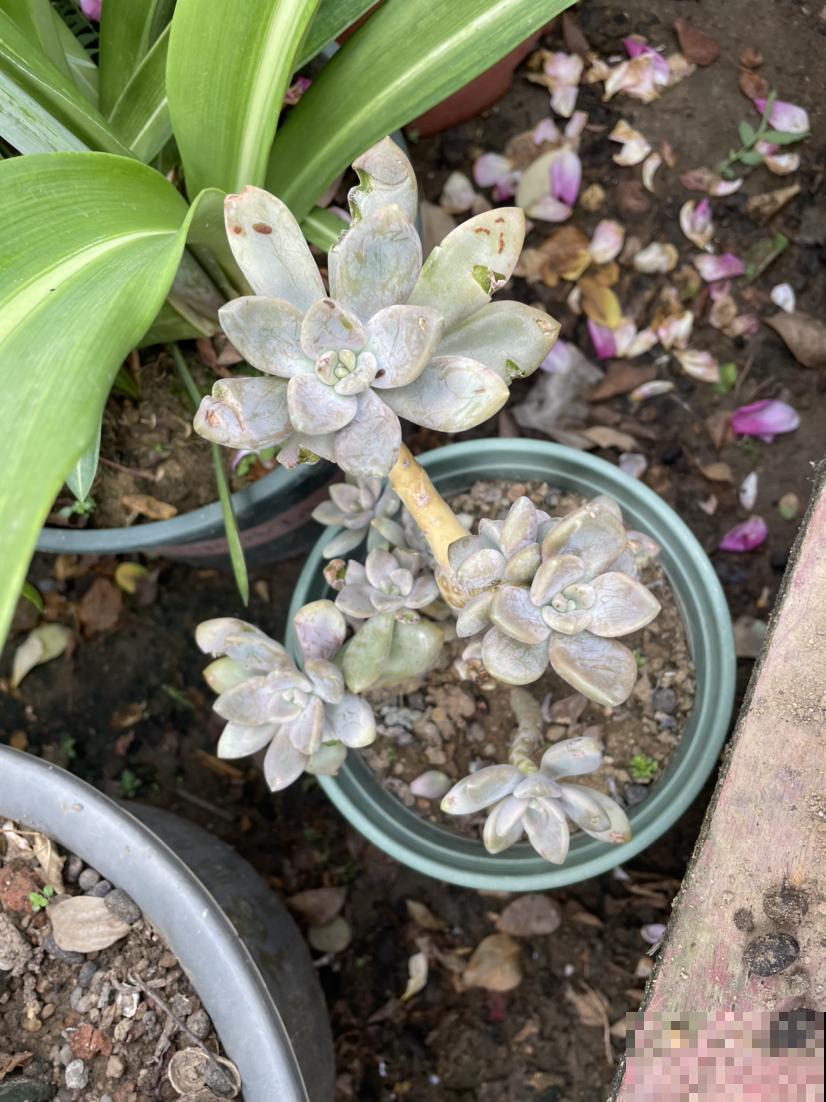 多肉僵苗千万别嫌弃，只需做好两方面，轻松解决问题