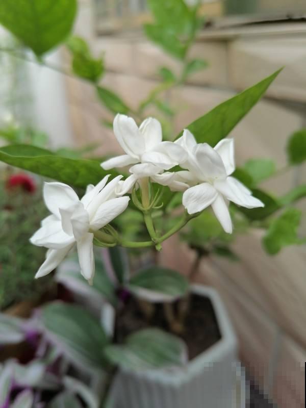 冬天给花剪一刀，来年花朵蹭蹭冒，越长越旺