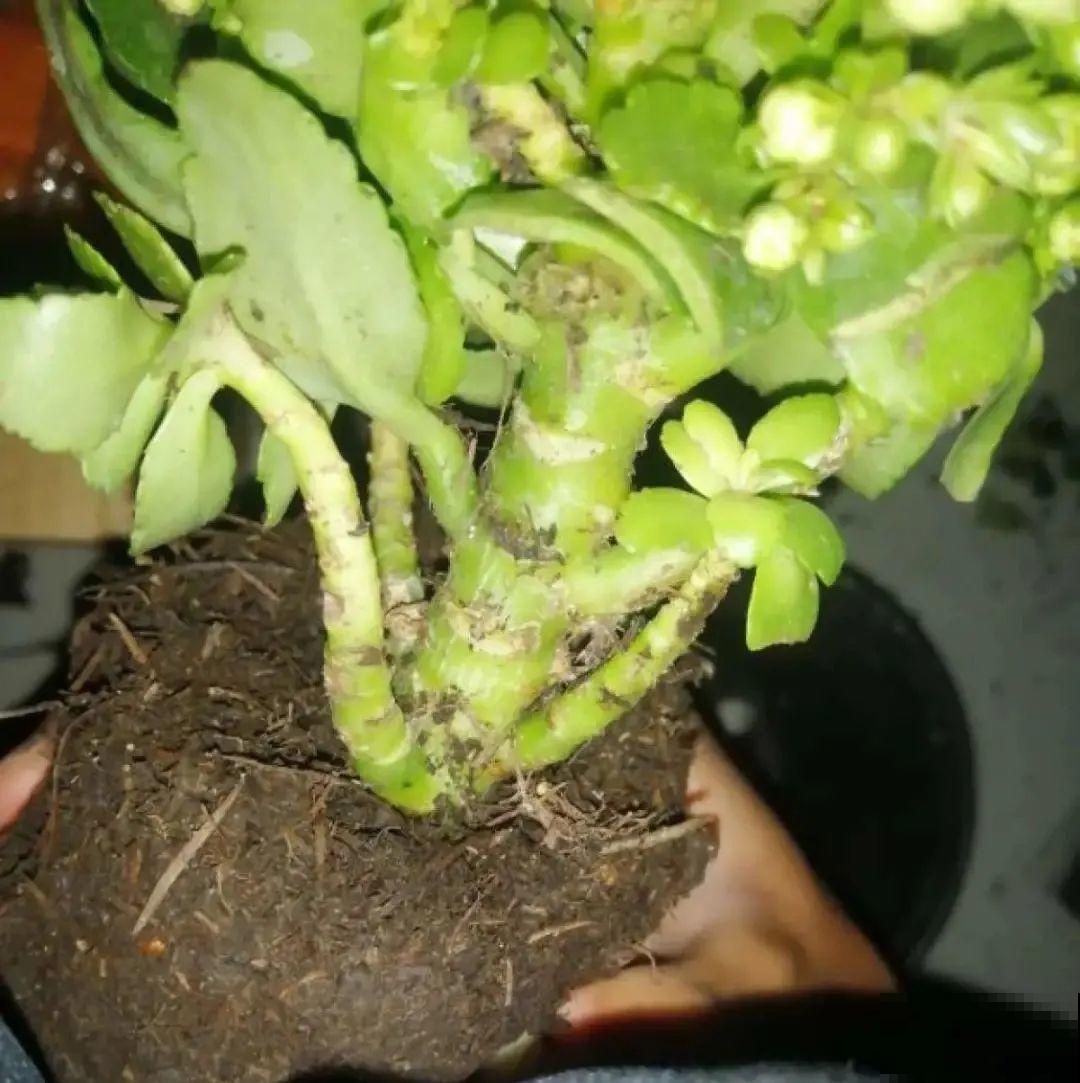 10种花得穷养，盆越小、水越少，越长得旺