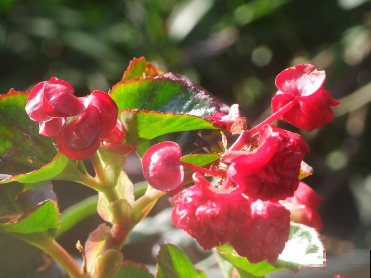 叶片不能喷水的7种植物，一喷水就烂叶子，赶紧停下